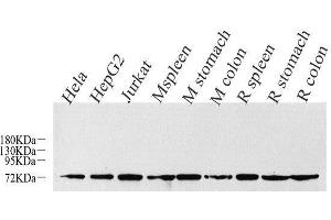 Western Blot analysis of various samples using CDC25A Polyclonal Antibody at dilution of 1:1000. (CDC25A Antikörper)