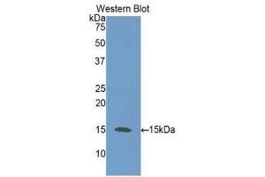 Western Blotting (WB) image for anti-Neurotrophin 3 (NTF3) (AA 21-138) antibody (ABIN3209313) (Neurotrophin 3 Antikörper  (AA 21-138))