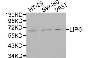 Western blot analysis of extracts of various cell lines, using LIPG antibody (ABIN5975340) at 1/1000 dilution. (LIPG Antikörper)