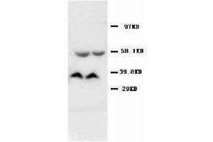 Image no. 2 for anti-Adenosylmethionine Decarboxylase 1 (AMD1) (C-Term) antibody (ABIN1492918)