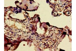 Immunohistochemistry of paraffin-embedded human placenta tissue using ABIN7171179 at dilution of 1:100 (ERVW-1 Antikörper  (AA 21-443))