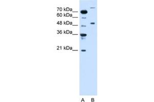 Western Blotting (WB) image for anti-Tripartite Motif Containing 42 (TRIM42) antibody (ABIN2462695) (TRIM42 Antikörper)