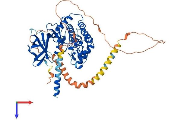VRK2 Protein (AA 1-508) (His tag)