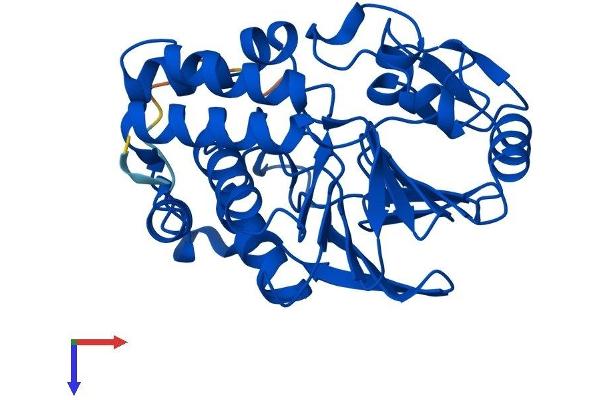 PPP6C Protein (AA 1-305) (His tag)