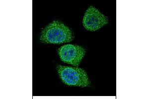 Confocal immunofluorescent analysis of GIF Antibody (Center) (ABIN656899 and ABIN2846098) with 293 cell followed by Alexa Fluor 488-conjugated goat anti-rabbit lgG (green). (Intrinsic Factor Antikörper  (AA 189-218))