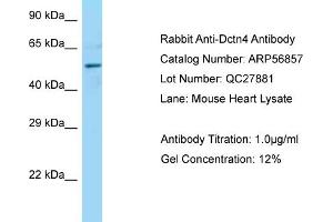 Western Blotting (WB) image for anti-Dynactin 4 (DCTN4) (C-Term) antibody (ABIN2786941) (Dynactin 4 Antikörper  (C-Term))