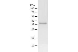 Western Blotting (WB) image for Septin 3 (SEPT3) (AA 1-358) protein (His tag) (ABIN7125026) (Septin 3 Protein (SEPT3) (AA 1-358) (His tag))