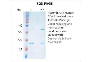 SDS-PAGE (SDS) image for Glial Cell Line Derived Neurotrophic Factor (GDNF) (Active) protein (ABIN5509451) (GDNF Protein)