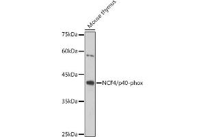 Western blot analysis of extracts of Mouse thymus, using NCF4/p40-phox antibody (ABIN7268900) at 1:1000 dilution. (NCF4 Antikörper)