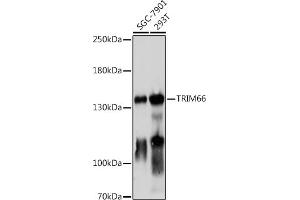 Western blot analysis of extracts of various cell lines, using TRIM66 antibody (ABIN7270997) at 1:1000 dilution. (TRIM66 Antikörper)