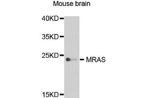 Western blot analysis of extract of various cells, using MRAS antibody.