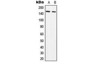 Western blot analysis of SLK expression in MCF7 (A), NIH3T3 (B) whole cell lysates. (SLK Antikörper  (C-Term))