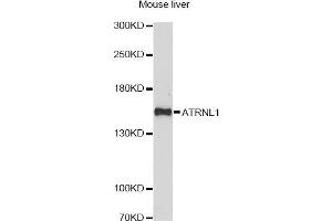 Western blot analysis of extracts of mouse liver, using ATRNL1 antibody. (ATRNL1 Antikörper)