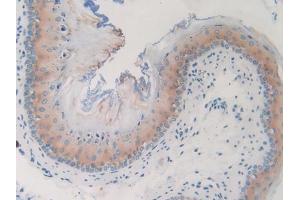 IHC-P analysis of Mouse Esophagus, with DAB staining. (GNG8 Antikörper  (AA 1-70))