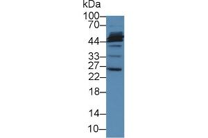 Detection of MFAP2 in Porcine Liver lysate using Polyclonal Antibody to Microfibrillar Associated Protein 2 (MFAP2) (MFAP2 Antikörper  (AA 6-162))