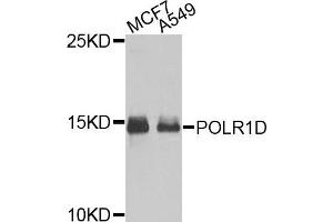 Western blot analysis of extracts of MCF7 and A549 cells, using POLR1D antibody.