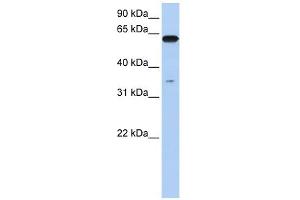 Karyopherin Alpha 6 antibody used at 1 ug/ml to detect target protein. (KPNA6 Antikörper)