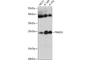 Western blot analysis of extracts of various cell lines, using TMED3 antibody (ABIN7270944) at 1:1000 dilution. (TMED3 Antikörper  (AA 24-180))