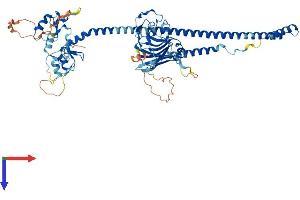 TRIM47 Protein (AA 1-638) (His tag)