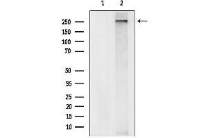 Western blot analysis of lysates from Mouse brain, using gp340 Antibody.