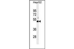 Western blot analysis of SPDYE1 Antibody (C-term) in HepG2 cell line lysates (35ug/lane). (SPDYE1 Antikörper  (C-Term))