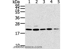Western blot analysis of 293T, 231, PC3, A549 and K562 cell, using TPD52L1 Polyclonal Antibody at dilution of 1:300 (TPD52L1 Antikörper)