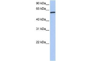 Western Blotting (WB) image for anti-Cortactin (CTTN) antibody (ABIN2459513) (Cortactin Antikörper)