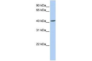 WB Suggested Anti-ARC Antibody Titration:  0. (ARC (N-Term) Antikörper)