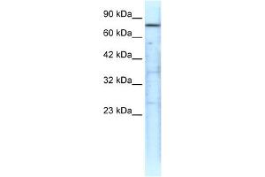 TRAP1 antibody (20R-1281) used at 0. (TRAP1 Antikörper  (N-Term))