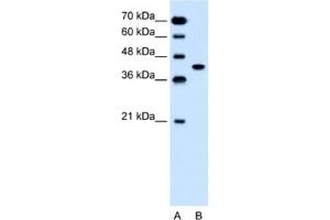Western Blotting (WB) image for anti-Solute Carrier Family 35, Member B1 (SLC35B1) antibody (ABIN2462747) (SLC35B1 Antikörper)
