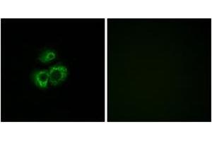 Immunofluorescence (IF) image for anti-Olfactory Receptor, Family 52, Subfamily D, Member 1 (OR52D1) (AA 269-318) antibody (ABIN2890937) (OR52D1 Antikörper  (AA 269-318))