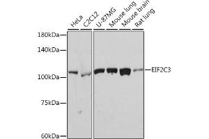 Western blot analysis of extracts of various cell lines, using eIF2C3 Rabbit mAb (ABIN7267039) at 1:1000 dilution. (EIF2C3 Antikörper)