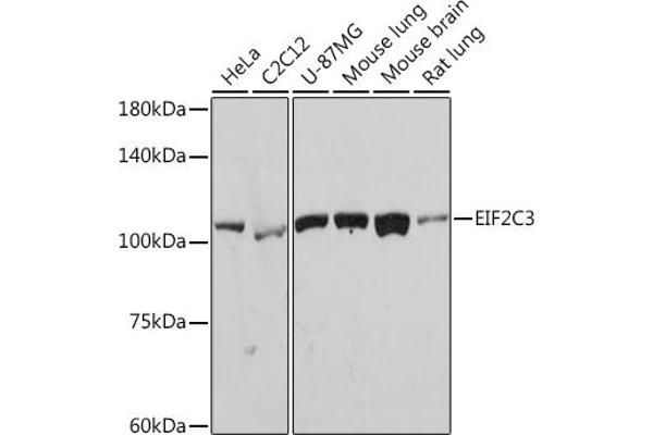 EIF2C3 Antikörper