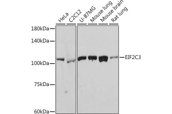 EIF2C3 antibody