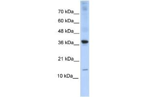 WB Suggested Anti-BATF Antibody Titration:  0. (BATF Antikörper  (Middle Region))