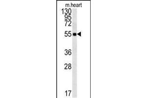 Western blot analysis in mouse heart tissue lysates (15ug/lane). (FAM105B Antikörper  (AA 99-128))