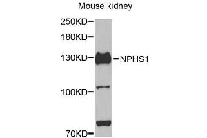 Western blot analysis of extracts of mouse kidney, using NPHS1 antibody (ABIN5971560) at 1/500 dilution. (Nephrin Antikörper)