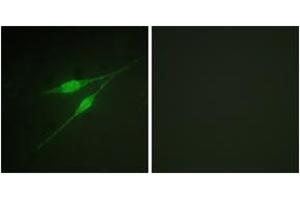 Immunofluorescence (IF) image for anti-Mitogen-Activated Protein Kinase 14 (MAPK14) (AA 288-337) antibody (ABIN2888769) (MAPK14 Antikörper  (AA 288-337))