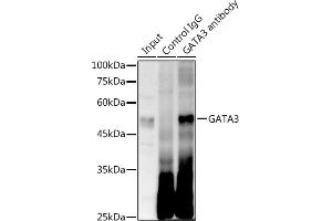 Immunoprecipitation analysis of 300 μg extracts of Jurkat cells using 3 μg G antibody . (GATA3 Antikörper)