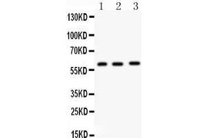 Anti-FMO5 antibody, Western blotting All lanes: Anti FMO5  at 0. (FMO5 Antikörper  (N-Term))