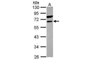 Image no. 1 for anti-Ets Variant 6 (ETV6) (AA 1-191) antibody (ABIN1498133) (ETV6 Antikörper  (AA 1-191))