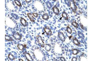 RGS6 antibody was used for immunohistochemistry at a concentration of 4-8 ug/ml to stain Epithelial cells of renal tubule (arrows) in Human Kidney. (RGS6 Antikörper  (C-Term))