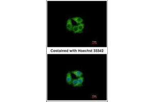 ICC/IF Image Immunofluorescence analysis of methanol-fixed Hep G2, using PCCB, antibody at 1:500 dilution. (PCCB Antikörper  (Center))