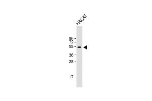 Anti-RASSF10 Antibody (Center) at 1:1000 dilution + HACAT whole cell lysate Lysates/proteins at 20 μg per lane. (RASSF10 Antikörper  (AA 230-259))