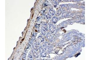 IHC testing of FFPE rat small intestine tissue with Galectin 1 antibody at 1ug/ml. (LGALS1/Galectin 1 Antikörper)