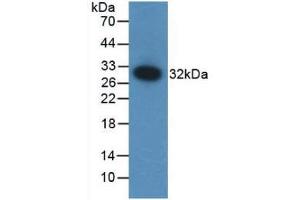 Western blot analysis of recombinant Mouse F12. (F12 Antikörper  (AA 352-587))