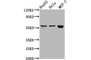 Western Blot Positive WB detected in: HepG2 whole cell lysate, Hela whole cell lysate, MCF-7 whole cell lysate All lanes: DHCR7 antibody at 2. (DHCR7 Antikörper  (AA 63-147))