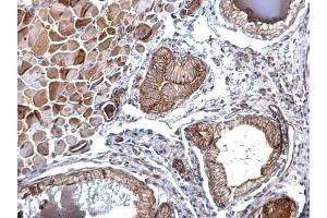 IHC-P Image Folate receptor beta antibody detects Folate receptor beta protein at membrane on mouse prostate by immunohistochemical analysis.
