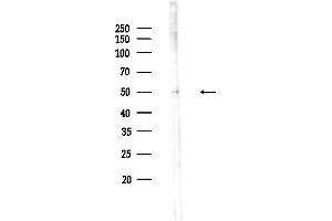 anti-Popeye Domain Containing 3 (POPDC3) (C-Term) antibody