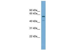 WB Suggested Anti-Zscan12 Antibody Titration:  0. (ZSCAN12 Antikörper  (C-Term))